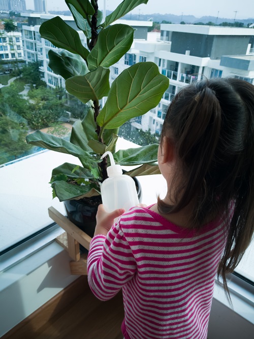 How and When to Fertilize
