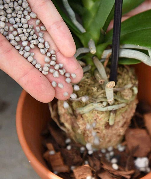 How To Fertilize Orchids The Right Way