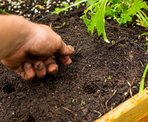 How To Know If Your Soil Is Overwatered