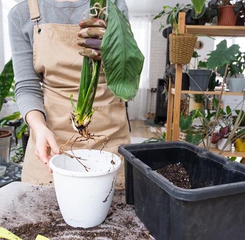 How To Prevent Root Rot In Plants