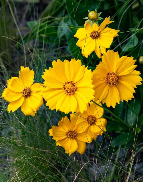 Lanceleaf Coreopsis