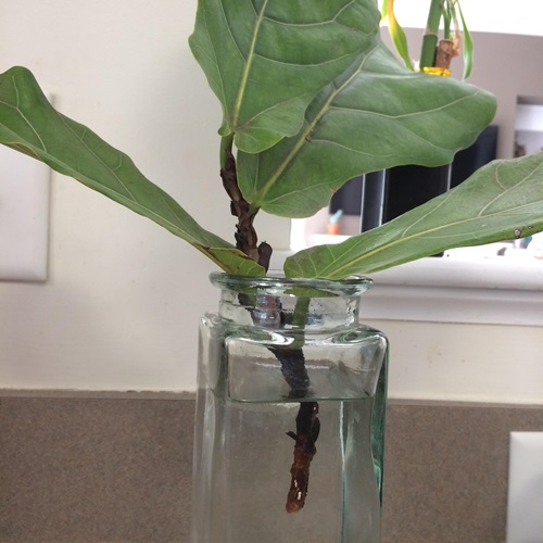 Leaf Propagation Is Not Possible
