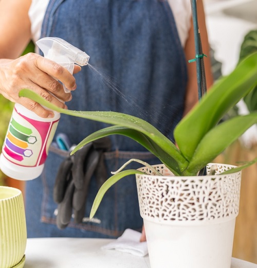 Use Fertilize Orchids
