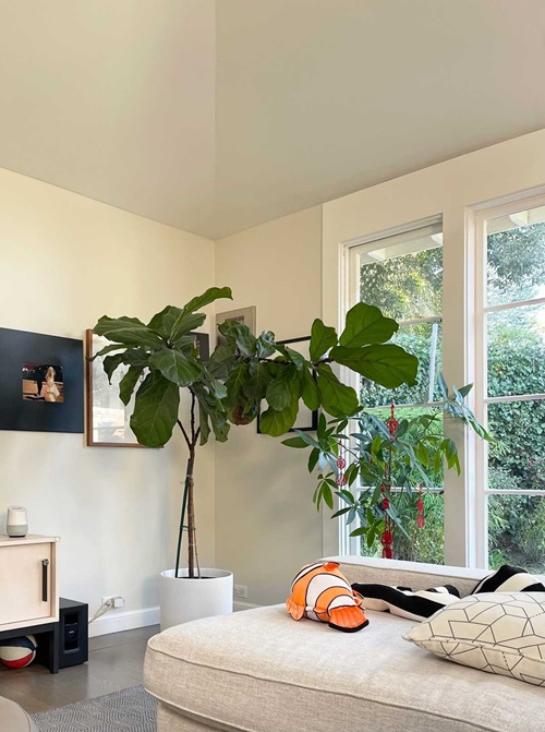 How to Plant and Care For Fiddle-Leaf Fig Trees at Home