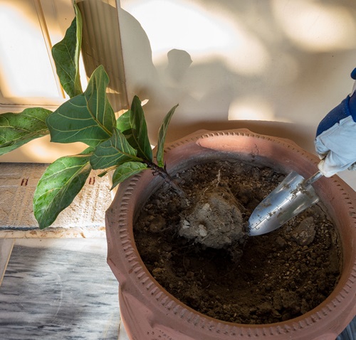 Pruning, Shaping and Repotting