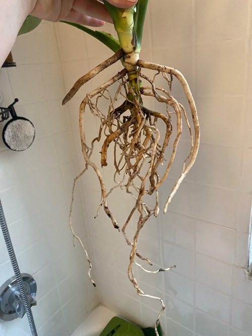 What Is Root Rot And Its Causes
