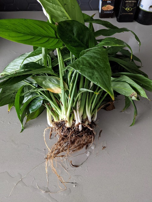 Signs Your Plant Has Root Rot and How To Prevent It