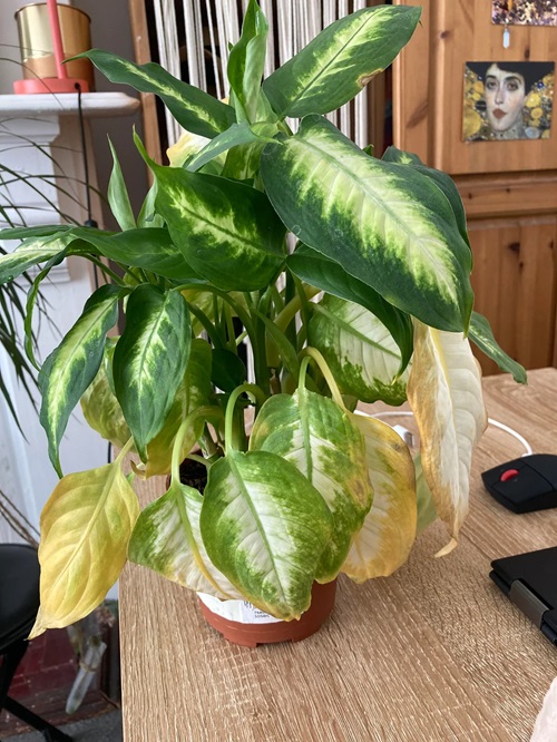 Signs That Your Plant Has Root Rot