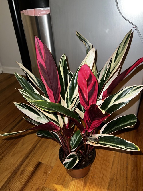 Green Plant With Purple Under Leaves 2