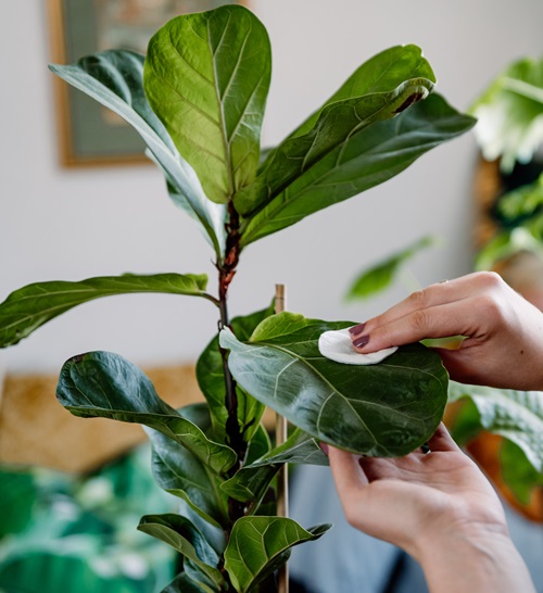 the leaves of your fig tree might start showing water spots