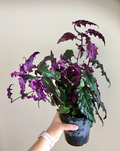 best Green Plant with Purple Under Leaves