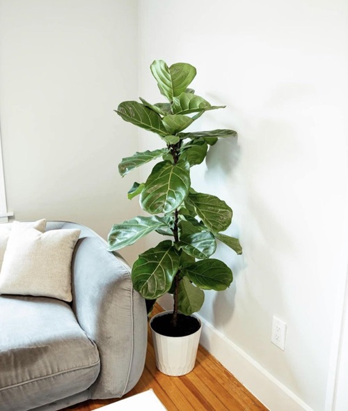 Ensure The Right Humidity Levels