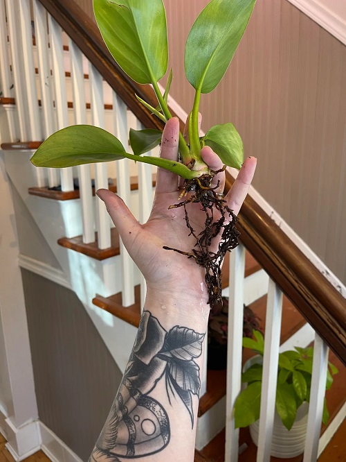 Fighting Root Rot