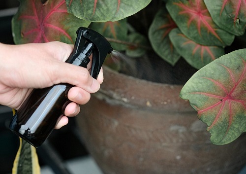 Repelling Plant Pests And Fungal Infections