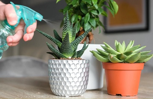 Boosting Plant Growth