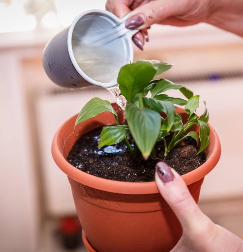 Water For Houseplants