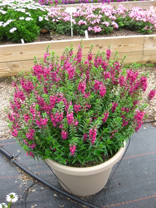 top Flowers That React Badly to Deadheading
