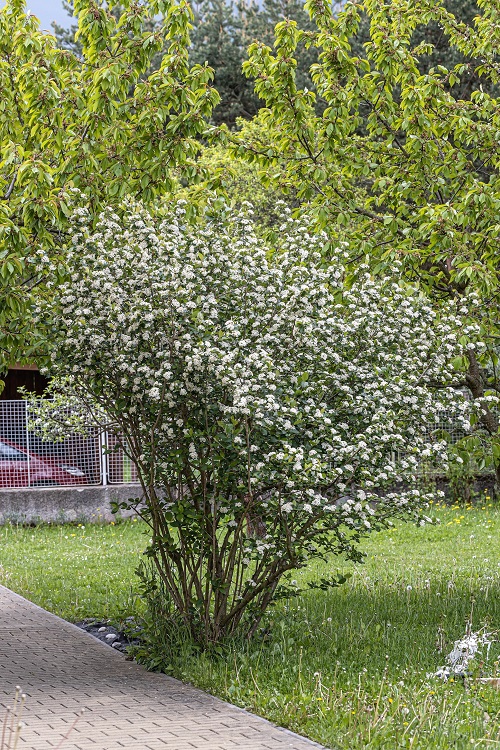 beautiful Amazing Trees And Shrubs You Should Plant In Autumn