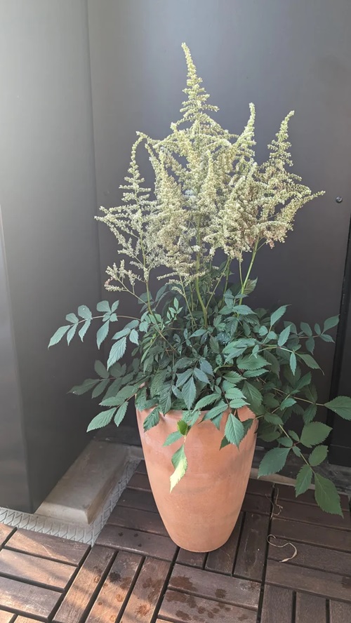 Flowers that Do Not Like Deadheading