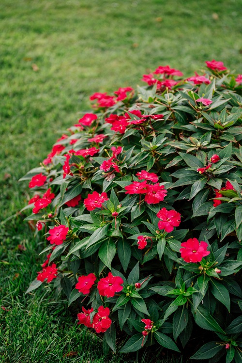 top Flowers That Refuse to Be Deadheaded