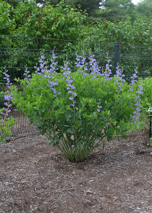 Flowers That Refuse to Be Deadheaded