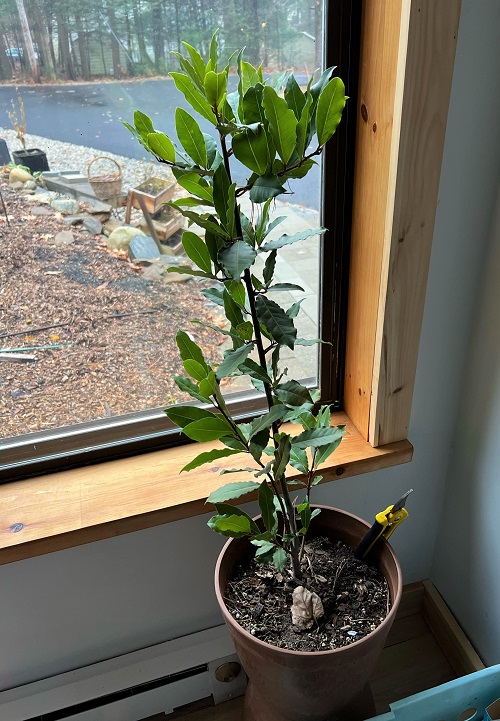Bay Laurel plant in pot near window