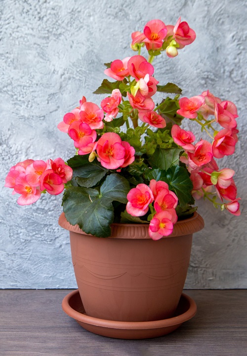 Flowers that Do Not Like Deadheading