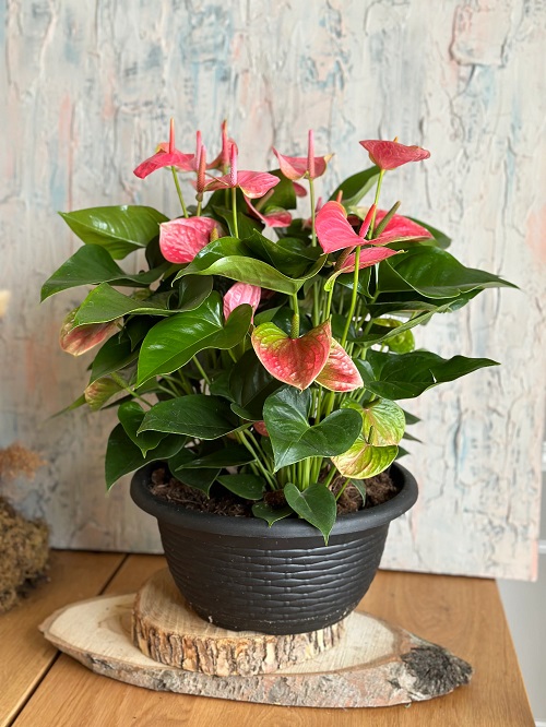 Flowers That Refuse to Be Deadheaded