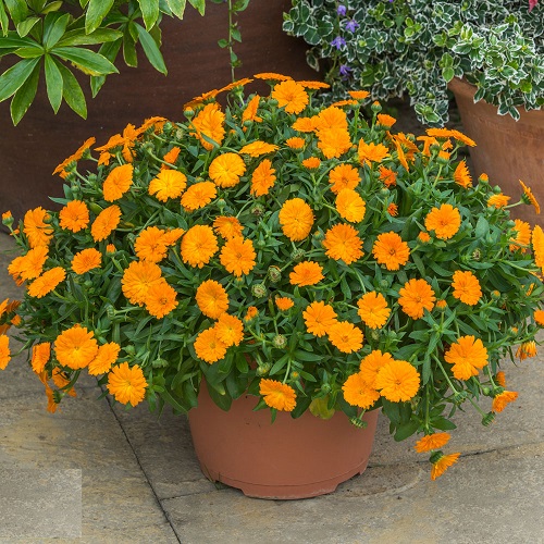 beautiful Flowers That Refuse to Be Deadheaded