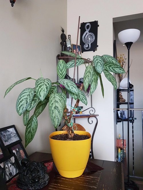 Indoor Plants that Hate Being Repotted But Still Grow Big 3