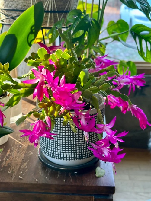 How to Water Your Christmas Cactus Properly