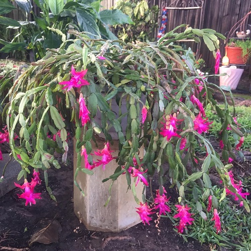 Beautiful Christmas Cactus 1