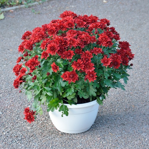 best Flowers That React Badly to Deadheading