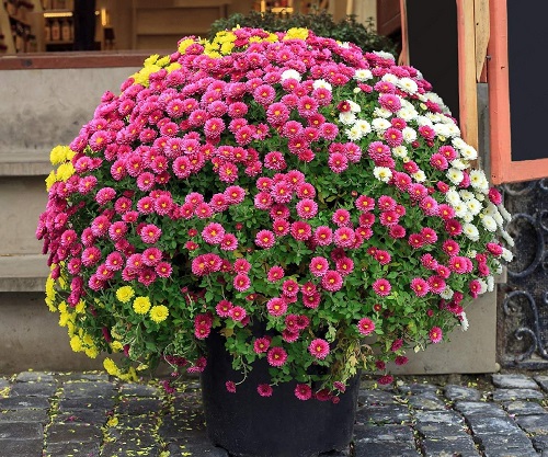 top Shrubs You Should Plant In Autumn