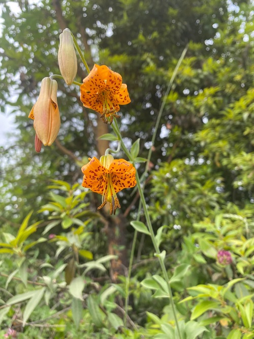Columbia Lily