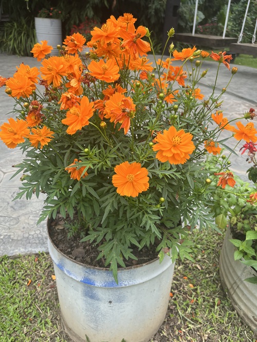 Flowers That React Badly to Deadheading