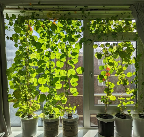 Plants For Green Curtains