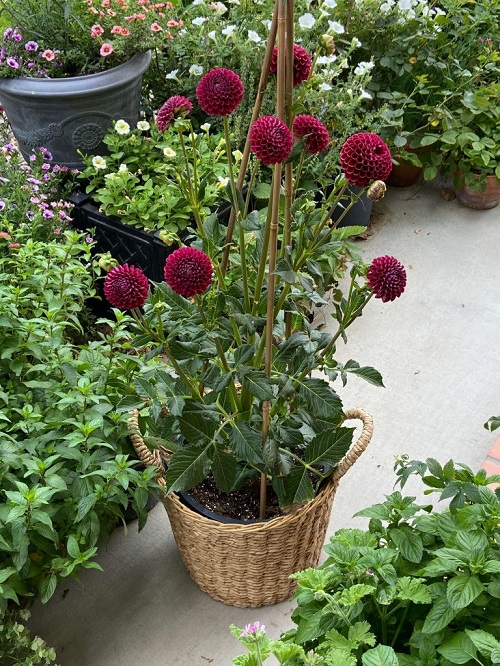 Amazing Flowers That React Badly to Deadheading