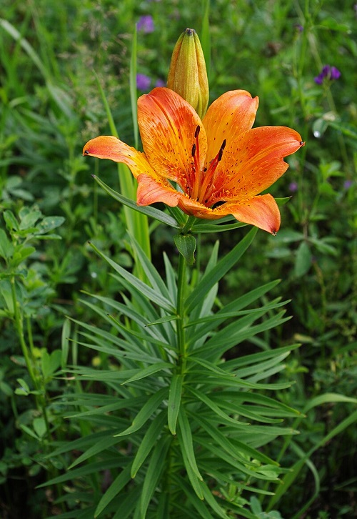 Fire Lily in garden