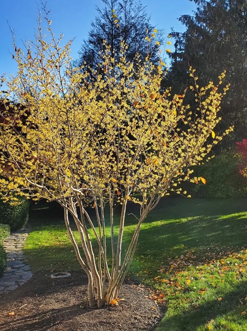Amazing Trees And Shrubs You Should Plant In Autumn