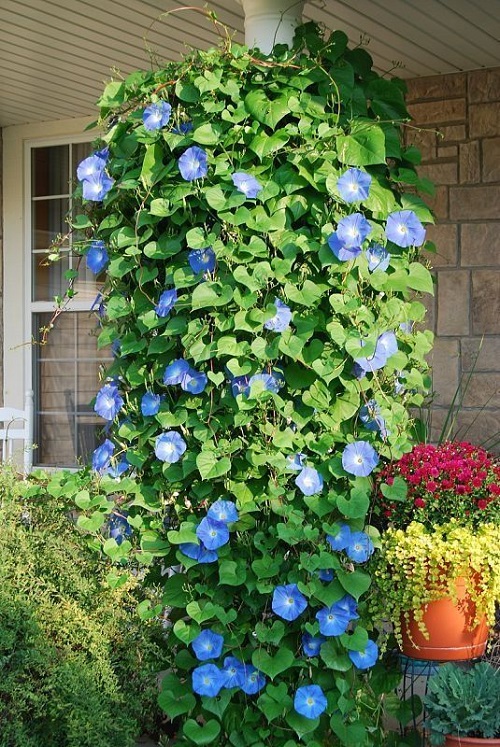 best Flowers That Refuse to Be Deadheaded