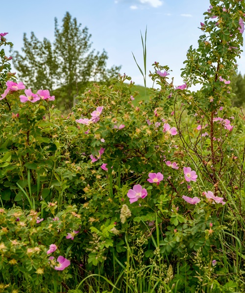best Flowers that Do Not Like Deadheading