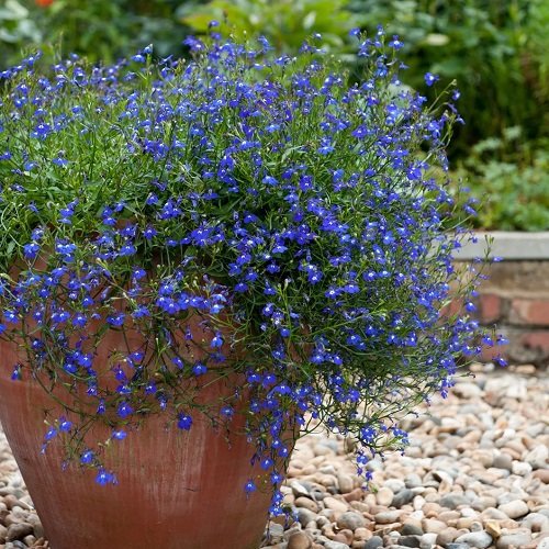 Flowers That Refuse to Be Deadheaded