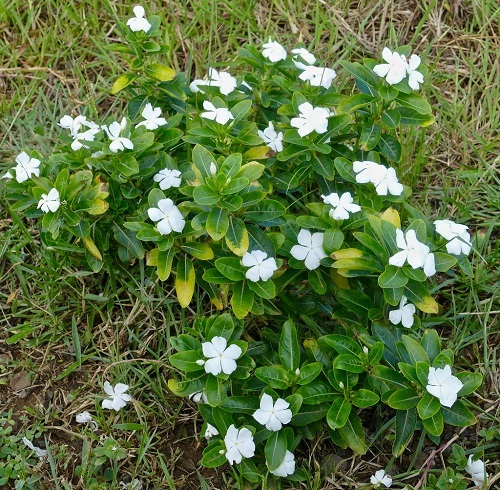 best Flowers That Refuse to Be Deadheaded