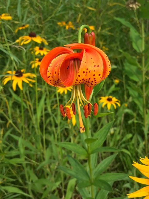 Michigan Lily