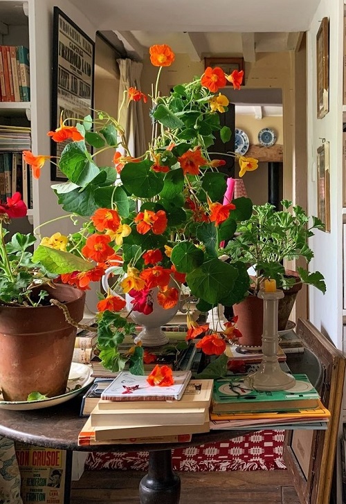 Grow Houseplants You Can Eat 3