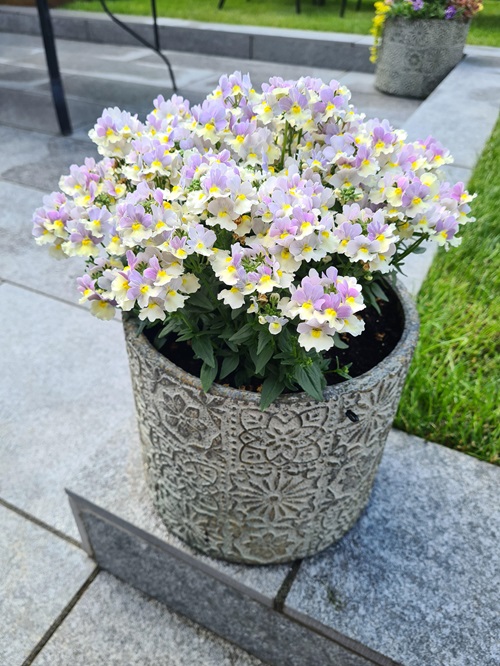 Amazing Flowers That Refuse to Be Deadheaded