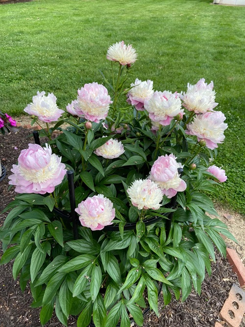 beautiful Flowers That Refuse to Be Deadheaded