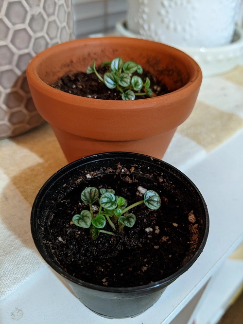 Peperomia caperata Plant Propagation