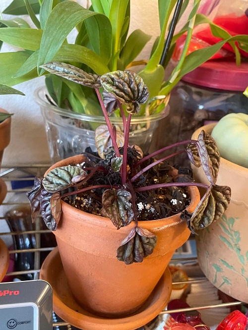 Peperomia caperata leggy Leaves